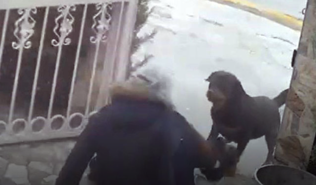 Sahipsiz köpeklerin saldırısına uğrayan kadın kamerada!